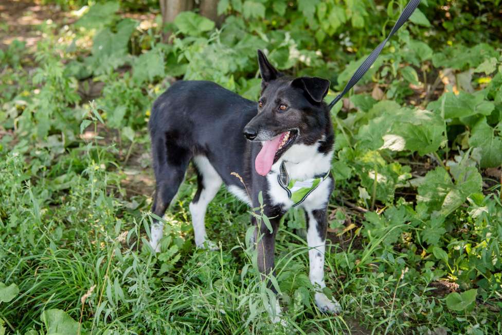 Собаки в Москве: Драгоценная Фани Девочка, Бесплатно - фото 5