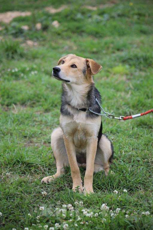 Собаки в Москве: Джуди. Нежная собака из приюта Девочка, Бесплатно - фото 2