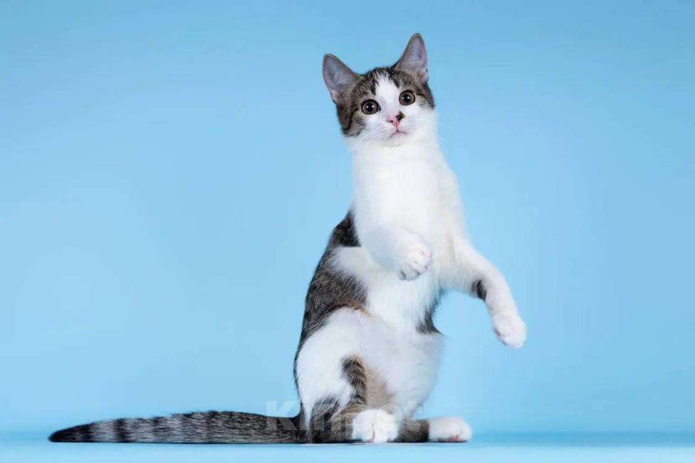 Кошки в Москве: Клёпа в добрые руки. Девочка, Бесплатно - фото 3