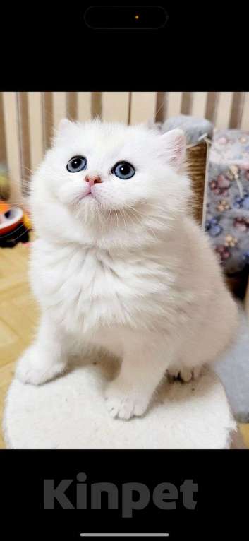 Кошки в Калуге: Серебристая шиншилла  Девочка, 70 000 руб. - фото 7