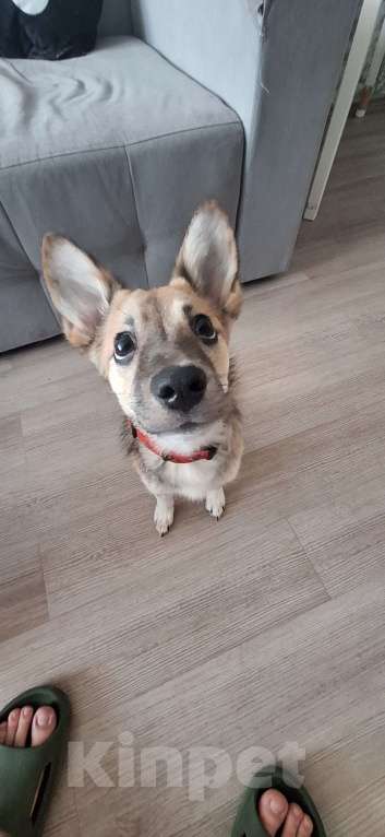 Собаки в Новосибирске: Отдам собачку по кличке Коби в добрые руки Девочка, Бесплатно - фото 3