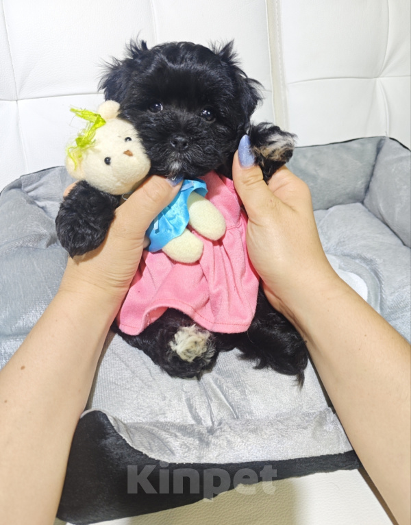 Собаки в Москве: Мальтипу девочка black 🖤 baby face Девочка, 135 000 руб. - фото 6