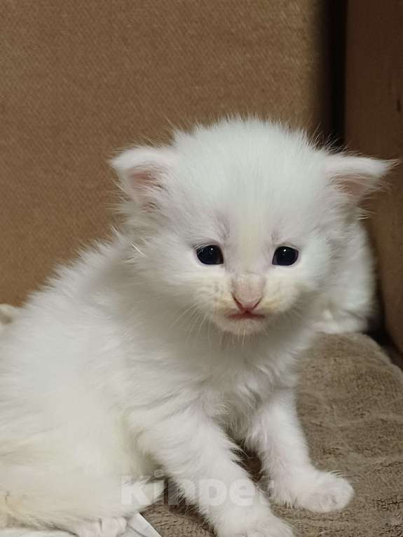 Кошки в Йошкаре-Оле: Крупный белоснежный мальчик Мейн-Кун Мальчик, 35 000 руб. - фото 1