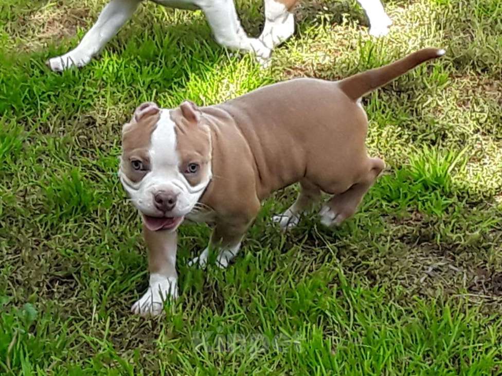 Собаки в Новосибирске: Рыже лиловый мальчишка Американский булли Мальчик, 80 000 руб. - фото 3