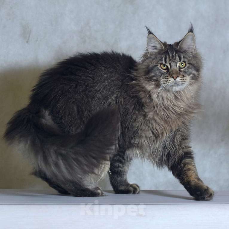 Кошки в Москве: Котенок 3 Мальчик, 1 руб. - фото 1