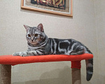 Кошки в Шуе: Шотландский котик ищет кошечку, 1 500 руб. - фото 2