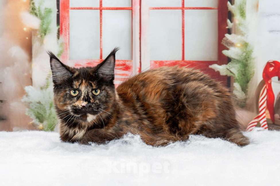 Кошки в Озерске: Кошечка в оригинальном окрасе Девочка, 35 000 руб. - фото 1