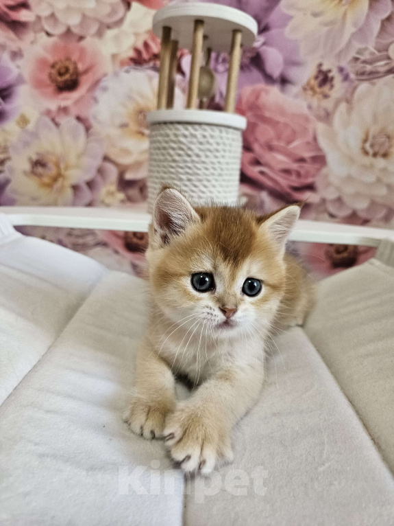 Кошки в Саратове: Шотландский прямоухий котенок Мальчик, 45 000 руб. - фото 3