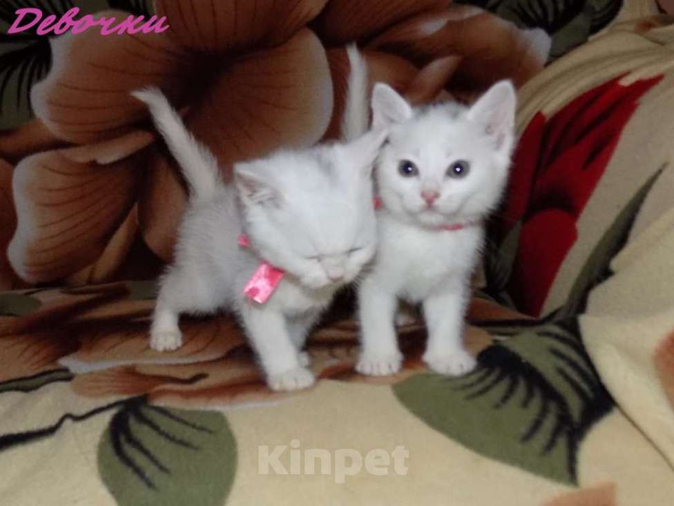 Кошки в Москве: Анатолийские котята (гладкошерстная ангора) Девочка, 8 000 руб. - фото 6