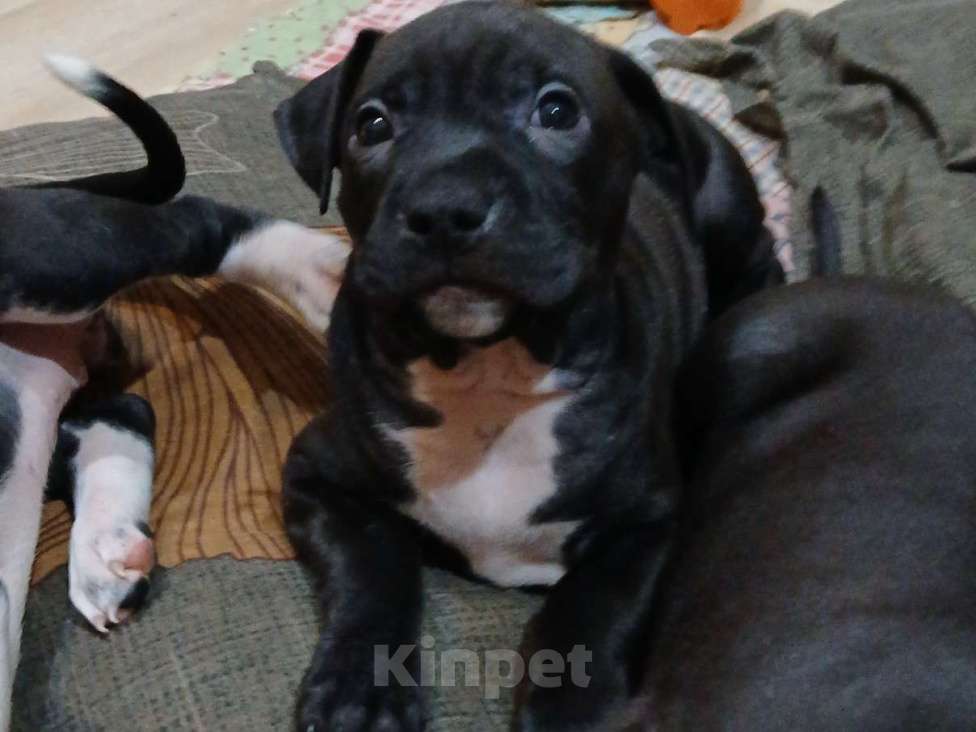 Собаки в других городах Краснодарского края: Американский стаффордширский терьер  щенок Девочка, 10 000 руб. - фото 1