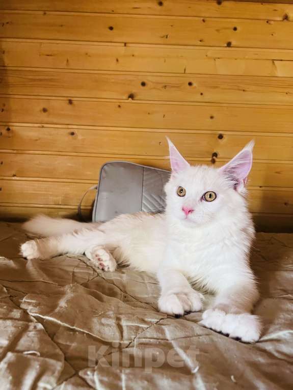 Кошки в Москве: Мейнкун полидакт белая Девочка Девочка, 45 000 руб. - фото 9