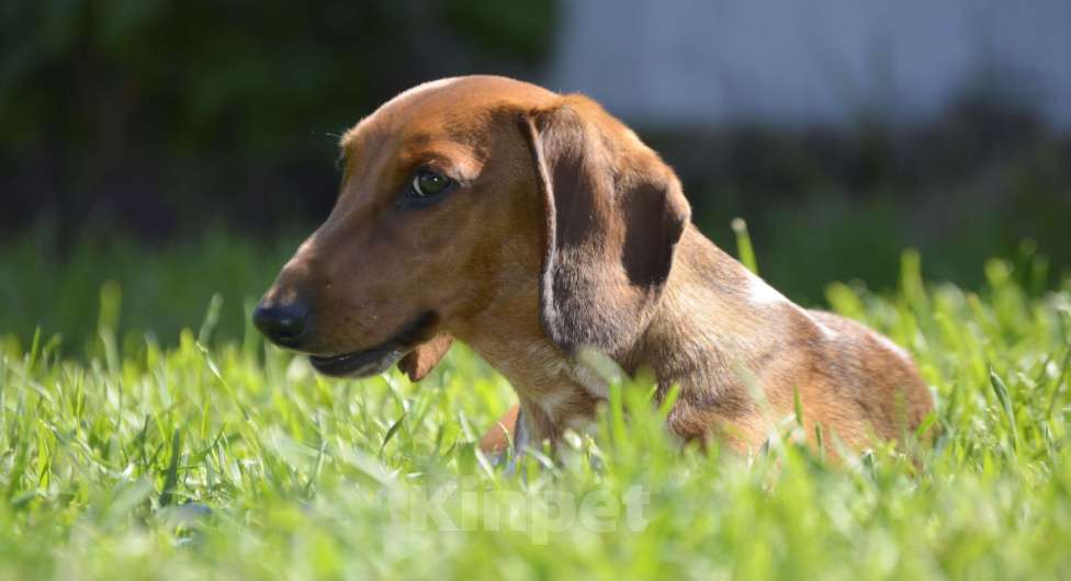 Собаки в Тольятти: Такса стандартная (гладкошерстная) Девочка, 70 000 руб. - фото 5