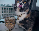 Кошки в Москве: Пепельная трехцветная Шерри Девочка, Бесплатно - фото 6