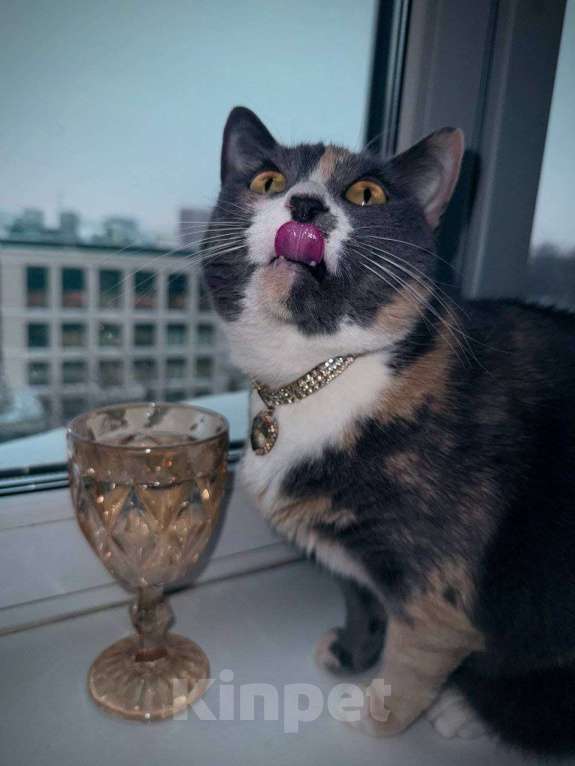 Кошки в Москве: Пепельная трехцветная Шерри Девочка, Бесплатно - фото 6