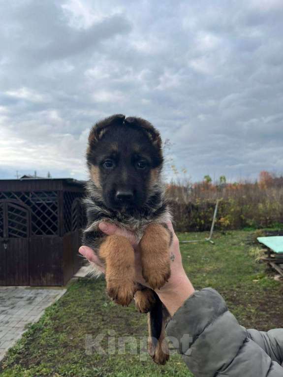 Собаки в Липецке: Немецкая овчарка, щенок Мальчик, 34 000 руб. - фото 1