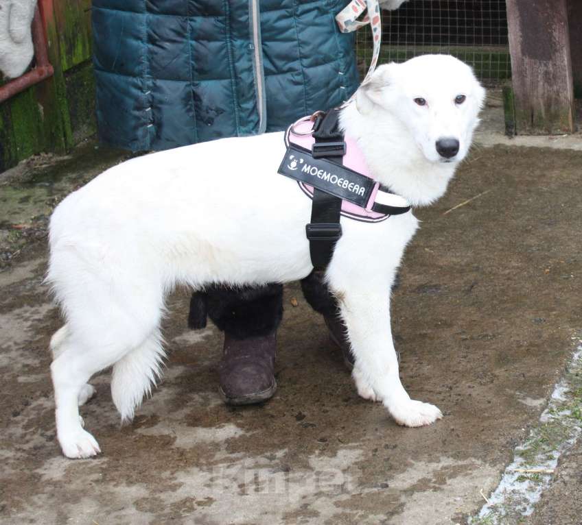 Собаки в Москве: Ласковая , молоденькая девочка Мия ждет свою родную семью! Девочка, Бесплатно - фото 1
