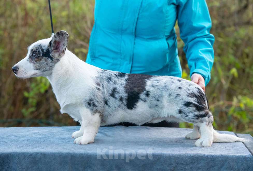 Собаки в Москве: Вельш корги кардиган щенок Мальчик, 110 000 руб. - фото 3