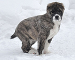 Собаки в Новосибирске: Щенок алабая (среднеазиатской овчарки) Девочка, Бесплатно - фото 2