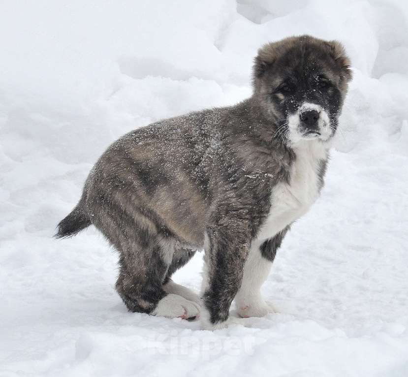 Собаки в Новосибирске: Щенок алабая (среднеазиатской овчарки) Девочка, Бесплатно - фото 2