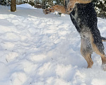 Собаки в других городах Ленинградской области: Ворчун Мальчик, Бесплатно - фото 5