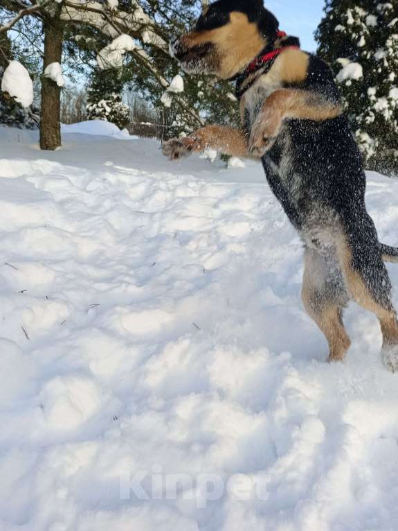 Собаки в других городах Ленинградской области: Ворчун Мальчик, Бесплатно - фото 5