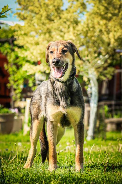 Собаки в Красногорске: Самый обнимательный щенок Перчик 6 месяца очень ждёт родителей  Мальчик, Бесплатно - фото 2