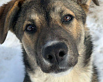 Собаки в Москве: Умничка щенок Васька ищет дом и доброго хозяина Девочка, Бесплатно - фото 3