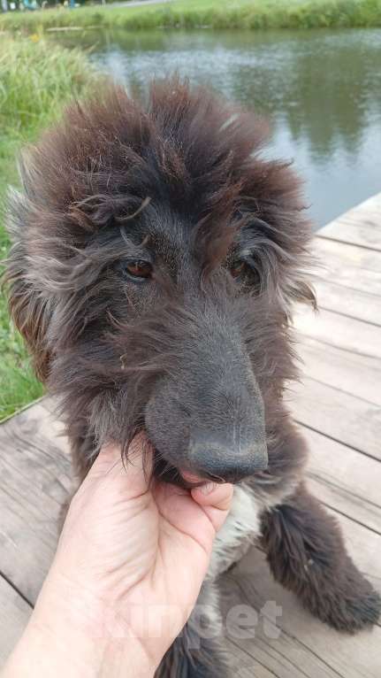 Собаки в Москве: Ищет ответственных владельцев Девочка, 100 000 руб. - фото 4