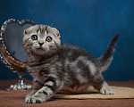 Кошки в Барнауле: Кошечка-фолд Ванда💖 Девочка, Бесплатно - фото 3