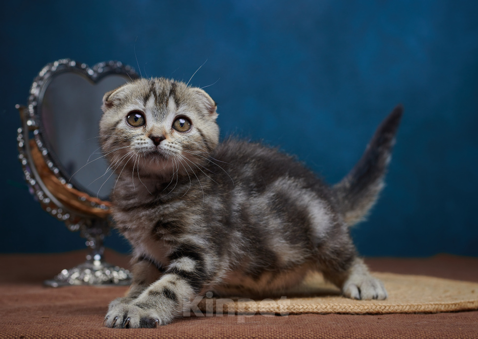 Кошки в Барнауле: Кошечка-фолд Ванда💖 Девочка, Бесплатно - фото 3