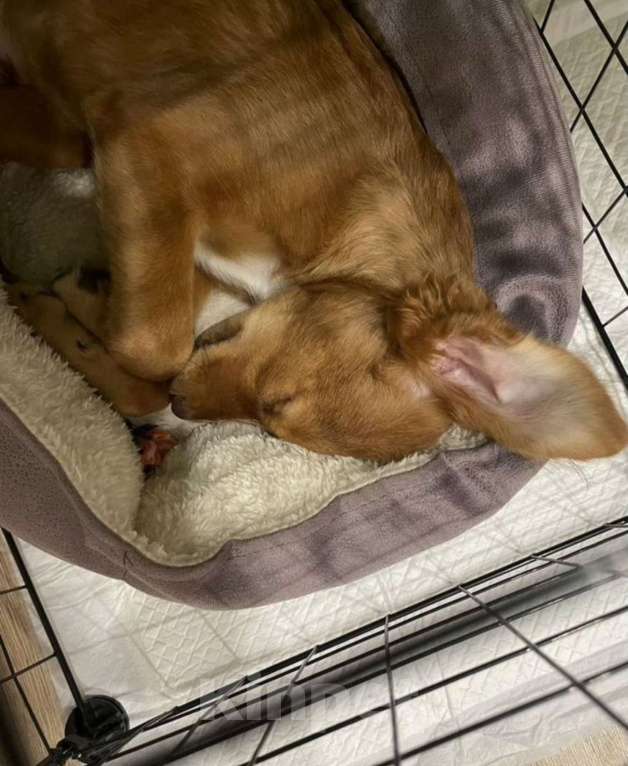 Собаки в Балашихе: Щенок ксолоитцкуинтли мини Мальчик, 10 000 руб. - фото 3