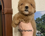 Собаки в Москве: Мини мальчики мальтипу Мальчик, 50 000 руб. - фото 10