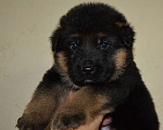 Собаки в Юрге: Щенки немецкой овчарки Девочка, 50 000 руб. - фото 1