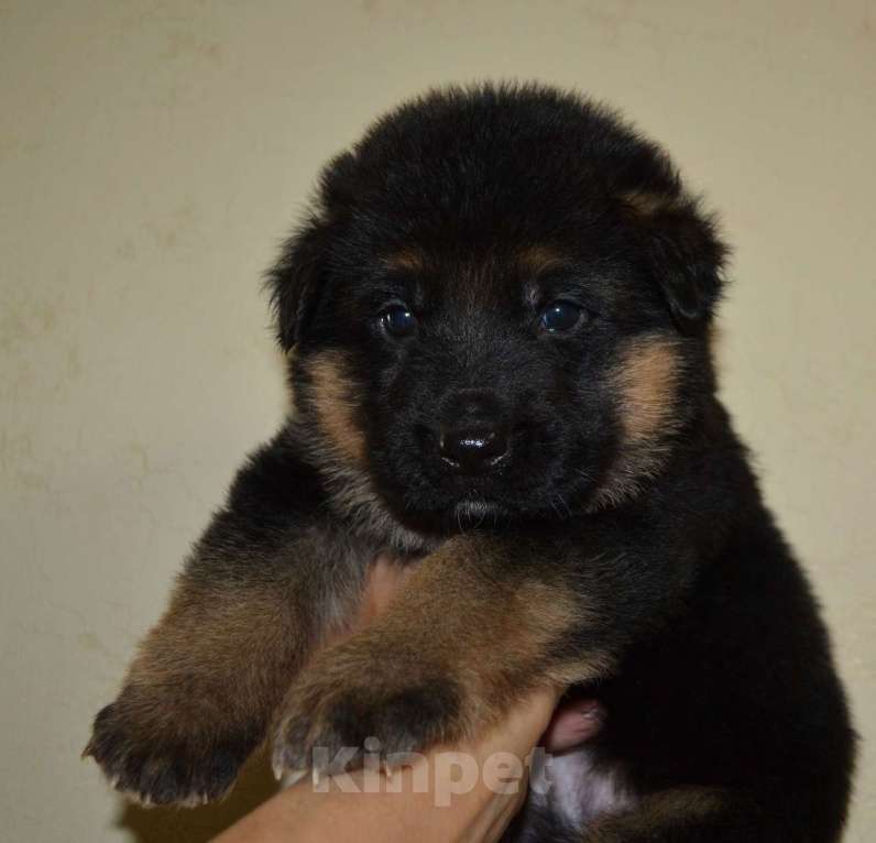 Собаки в Юрге: Щенки немецкой овчарки Девочка, 50 000 руб. - фото 1