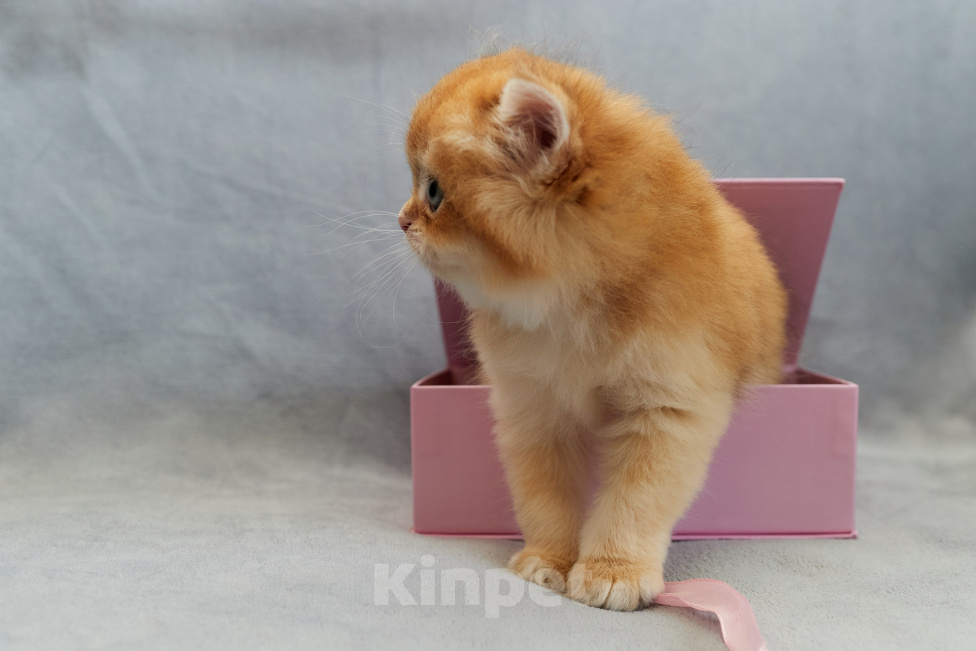 Кошки в Челябинске: Британский котенок Мальчик, Бесплатно - фото 3