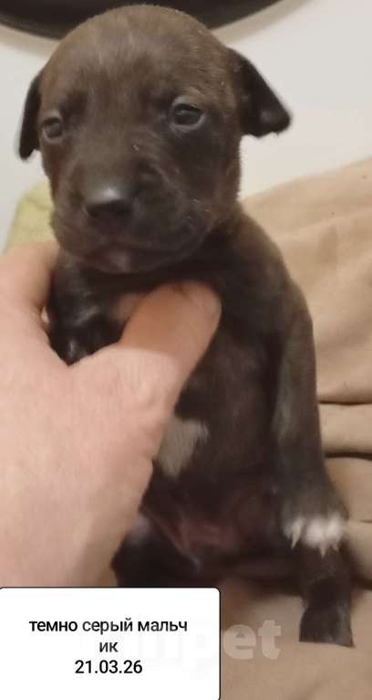 Собаки в других городах Московской области: Америкакнский питбультерьер . Мальчик. Мальчик, 40 000 руб. - фото 4