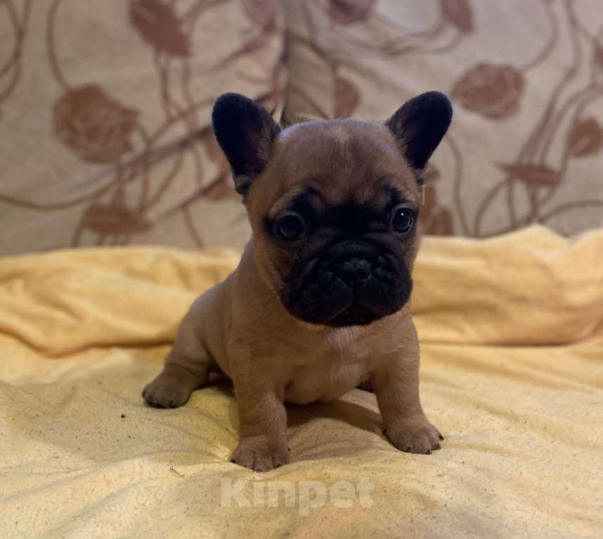 Собаки в Санкт-Петербурге: Очаровательная девочка французик Девочка, 40 000 руб. - фото 3