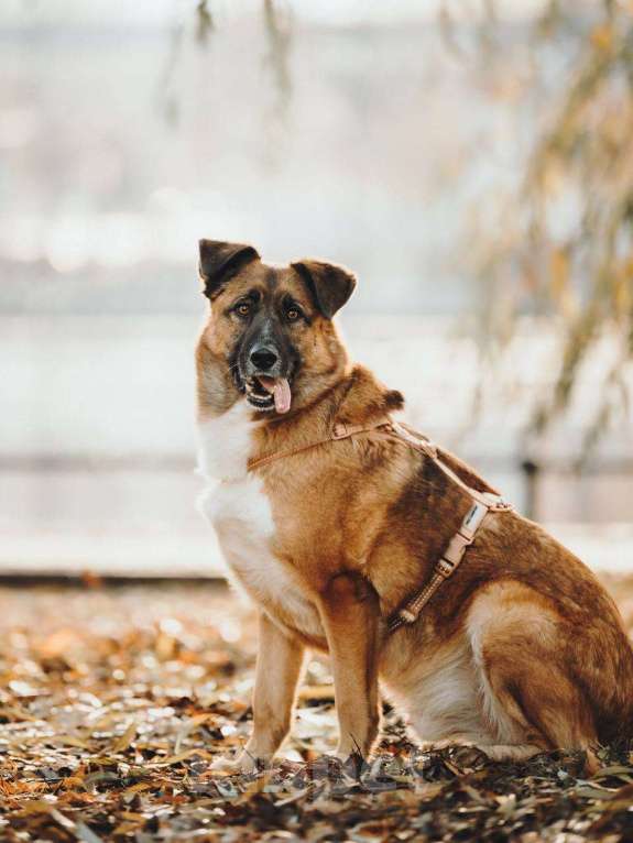 Собаки в Москве: Марти очень ждет семью Мальчик, Бесплатно - фото 8