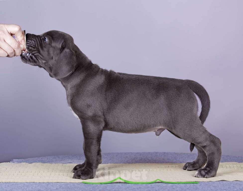 Собаки в Нижнем Новгороде: Немецкий Дог Чемпион Моего Сердца (Зелёная лента) Мальчик, 100 000 руб. - фото 3