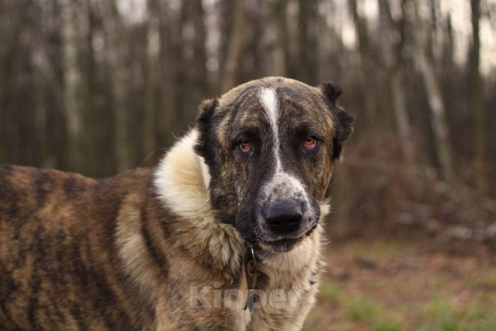 Собаки в Видном: Гор, 2 года Мальчик, Бесплатно - фото 1