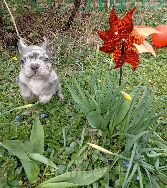 Собаки в Москве: Щенок Французский бульдог Продажа, бронь Разнополые, 55 000 руб. - фото 6