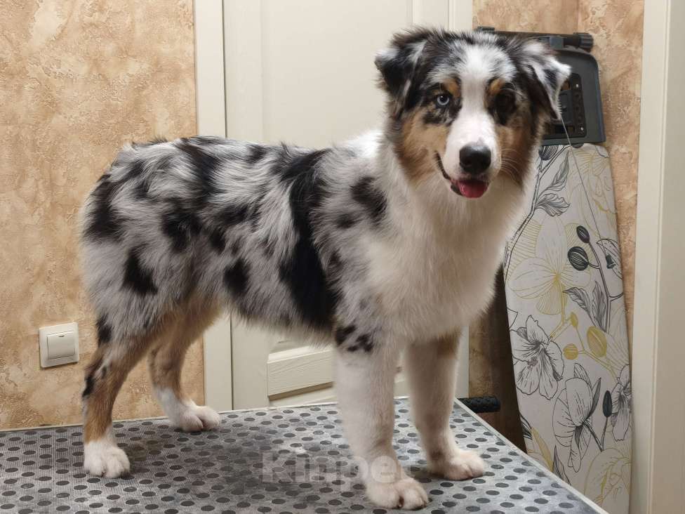 Собаки в Липецке: Австралийская овчарка Девочка, 60 000 руб. - фото 2