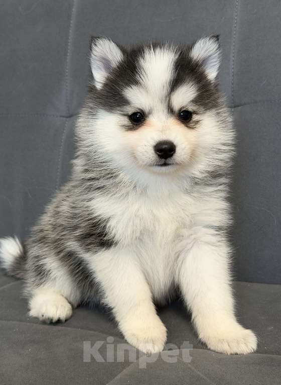 Собаки в Санкт-Петербурге: Девочка Помски Девочка, 60 000 руб. - фото 5