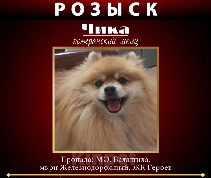 Собаки в Балашихе: Розыск питомца Девочка, Бесплатно - фото 1