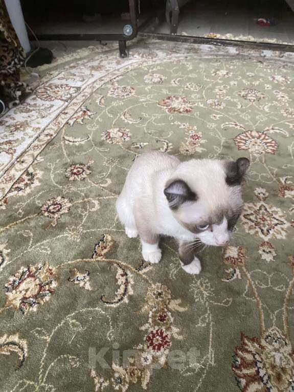 Кошки в Балашихе: Котенок Мальчик, 15 000 руб. - фото 4