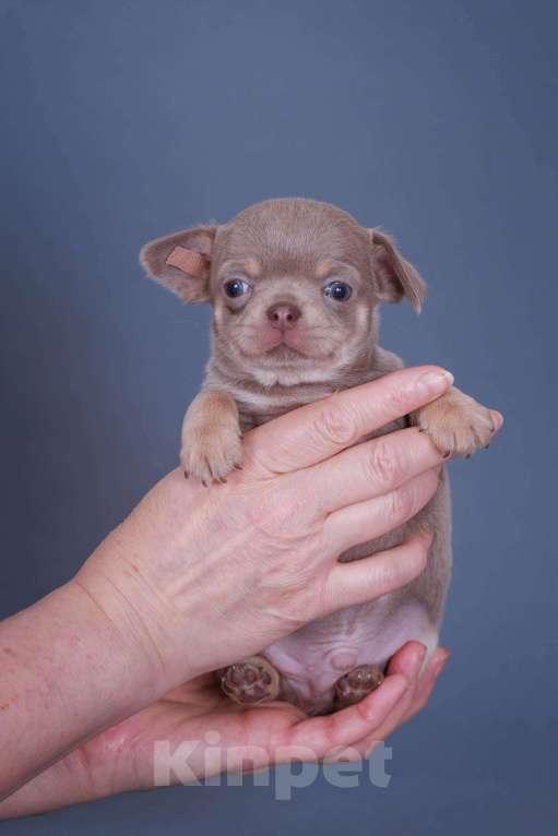 Собаки в Люберцах: Чихуахуа щенки Мальчик, 40 000 руб. - фото 3