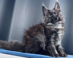 Кошки в Москве: Мейн-кун мальчик Veyron Ulan Mistwolf — крупный кот в модном окрасе «чёрный дым» Мальчик, 120 000 руб. - фото 3