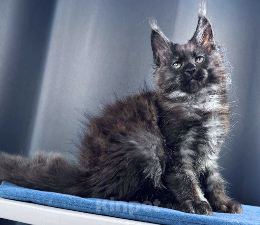 Кошки в Москве: Мейн-кун мальчик Veyron Ulan Mistwolf — крупный кот в модном окрасе «чёрный дым» Мальчик, 120 000 руб. - фото 3