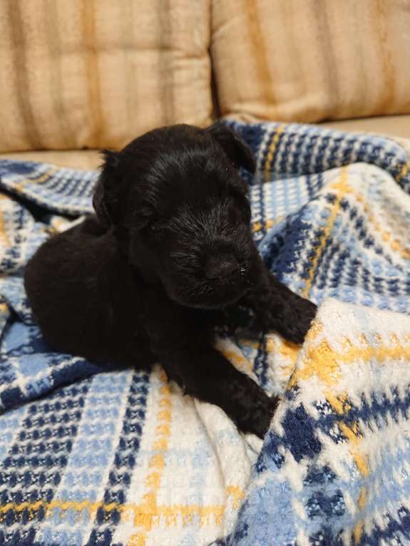 Собаки в Москве: керри блю терьер Мальчик, 60 000 руб. - фото 4