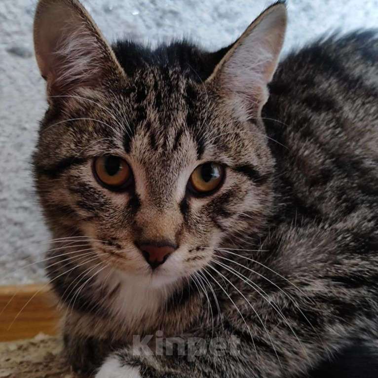 Кошки в Москве: Семья, ну где же вы пропадаете?  Мальчик, Бесплатно - фото 5